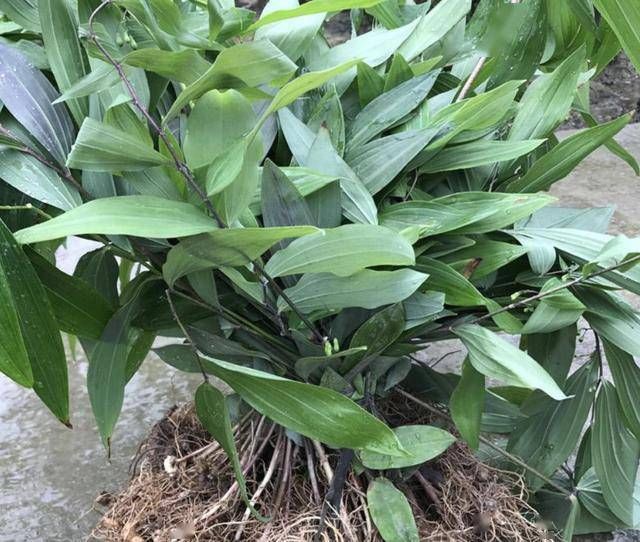  值钱■墙角下，生长着1种“老虎姜”，根茎大、强健，殊不知珍贵又值钱