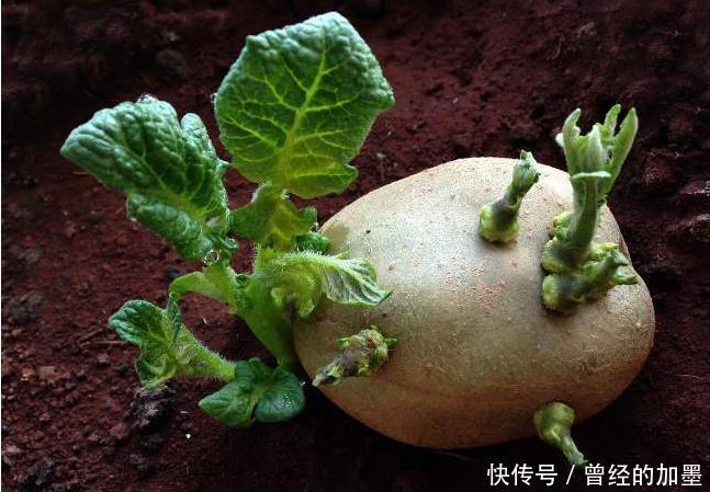 【切除】存放不当造成土豆冒芽还能吃么切除芽后呢应该怎么存放土豆