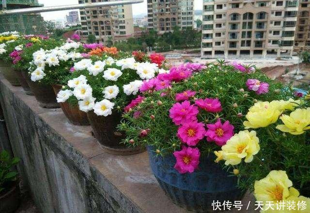  种喜光：夏天烈日太厉害，就养4种喜光花，一口气开花200天，花量巨大