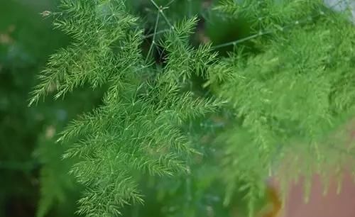  [改善]用“茶水”浇灌文竹，改善土壤酸碱度，叶子不发黄，文竹长的旺