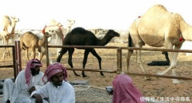  「发现」沙特是典型的“土豪”国家，在发现石油之前，他们是靠