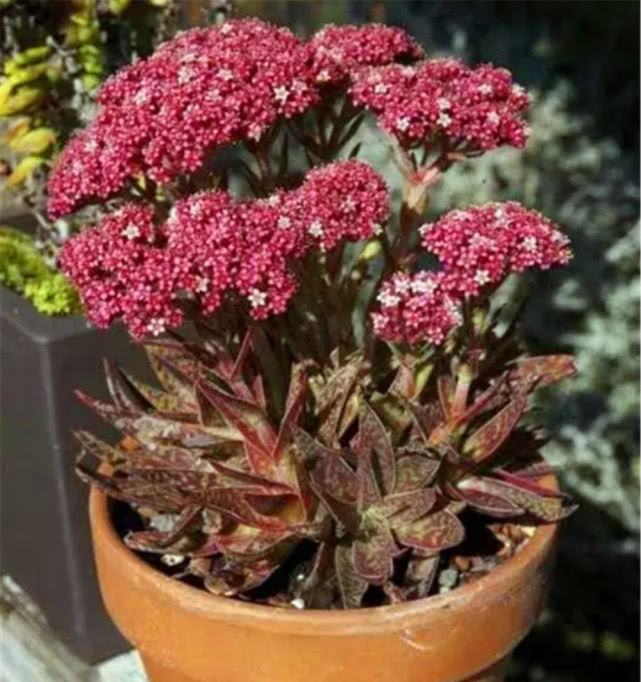 【白花韧锦】有8种多肉“开花不用剪”,只要肥水跟上来,一绽放比啥花都美