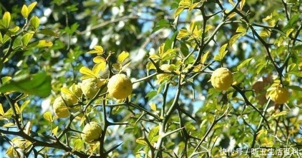  「防贼」农村一种快消失的树，农民用它来防贼，结的果像橘子却