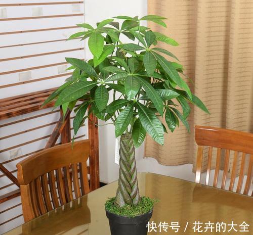 『寓意』这6种花,寓意吉祥,看看你喜欢吗?