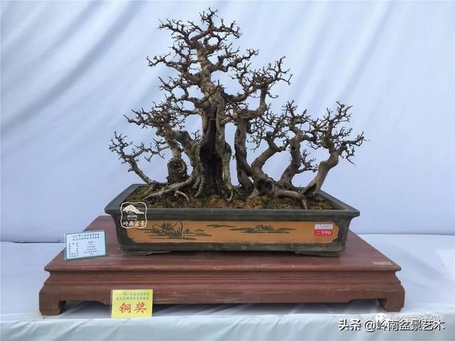 红牛盆景，牛气冲天！