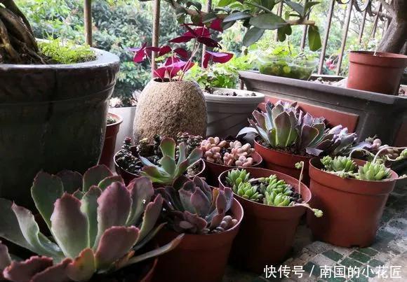 『图片作者』多肉变成白菜价,几毛钱1棵,有的都白送,你买贵了吗?