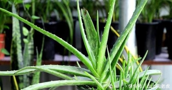  [水里]想要水培芦荟该怎么办？掰个侧芽扔水里，1个月长出新芽叶