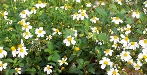  「喜欢」喜欢黏在衣服的入侵物种，曾经满山遍地，如今因医用价