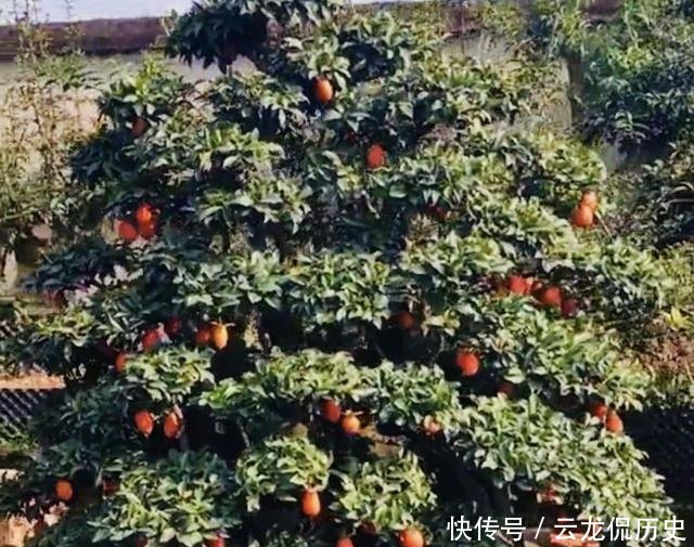  「值钱」可以摆阳台的“镇宅树”，1盆价值“1万”，养8年像盆景，值钱！