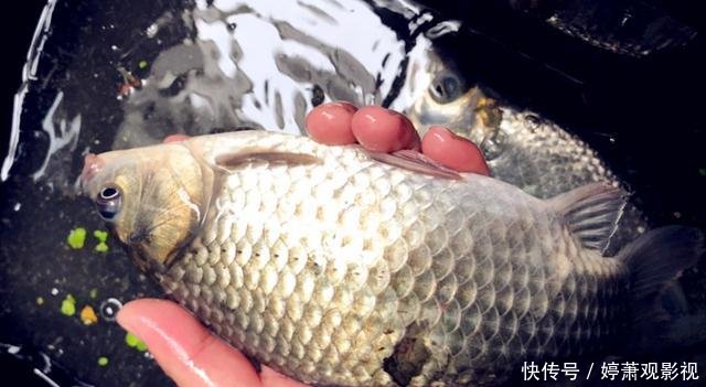 「钓龄」春天最实用的钓法,爆护是分分钟的事情,五年以上钓龄才知道