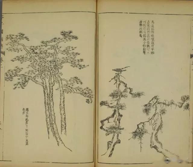  「成寸」盆景百态，缩地成寸