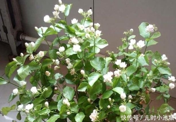  『清香木』房间有异味，那就养这4种“植物”，花香四溢，空气变更好闻！