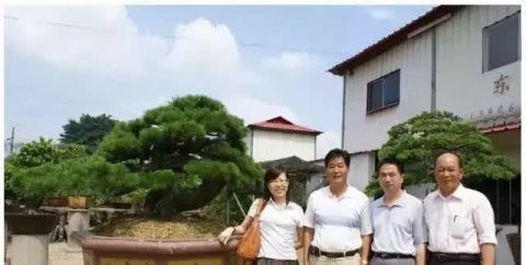  「真柏」已知最贵的10棵盆景，土豪的世界你不懂