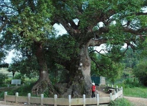 朱熹故居有一“树抱佛”，树里藏有一尊佛像，奇景至今成谜