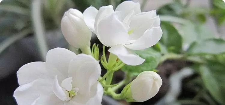  「小巧」忠贞纯洁之花，有着洁白的花色，花型小巧可爱，令人十分喜爱