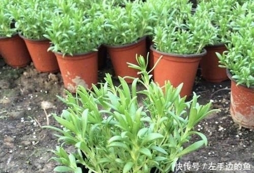 『殊不知』小溪边的“杂草”,殊不知是“多肉”,挖2棵养,2个月变成20棵