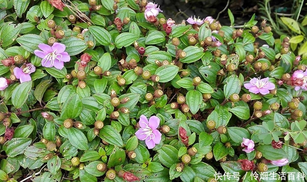 农村夏季6大野果，第1种泡酒是一绝，第6种被誉为“水果之王”