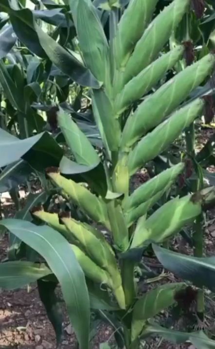  「玉米」老农第一次种植玉米，可一个玉米上长出十几个包谷，同