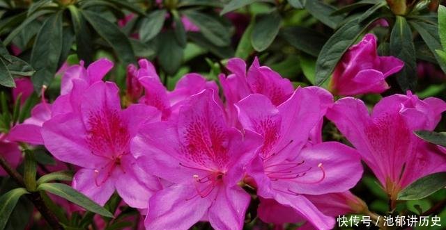 「难养」杜鹃花太难养,来盆毛杜鹃,皮实好养,谁都能养爆盆