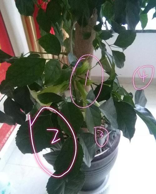 「幸福树」幸福树开花以后怎么养？做错了掉叶掉花光秃秃