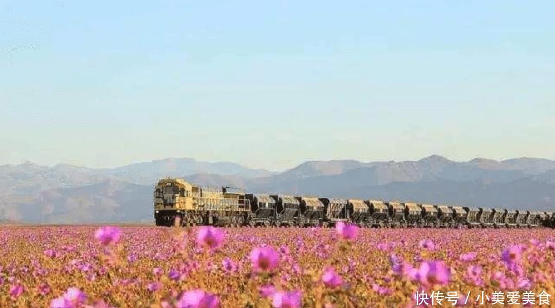 91年未曾下雨的沙漠，一夜之间竟然开出漫天鲜花，预示着什么？