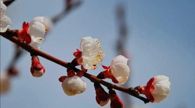  [画中游]春在枝头俏，人在画中游