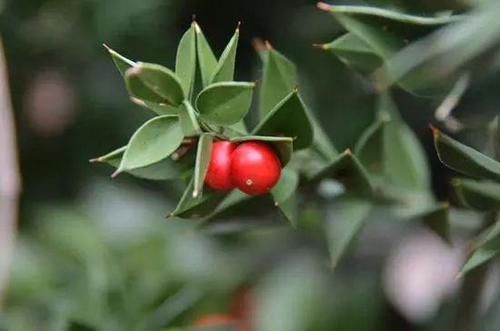  【摆在】这三类植物花卉别摆在室内 以免给家人造成伤害