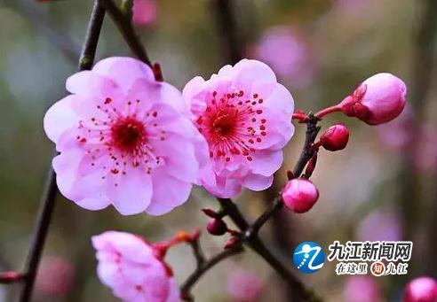 知否？知否？山水武宁梅花绽放，暗香浮动惹人醉