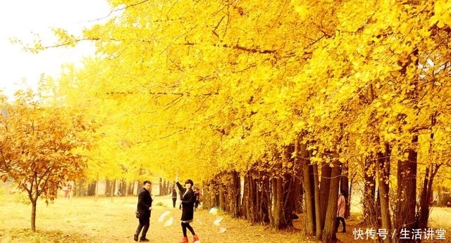 秋风肃起,大雁南飞,银杏开始了一年中最华丽的篇章