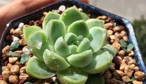  『顽强』常年青蓝色的多肉植物，厚叶月影，耐干旱，很久不浇水也顽强生长