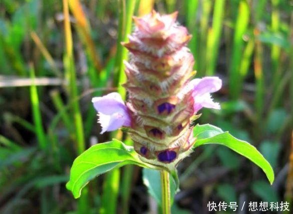 农田里见到此种野草，麻烦高抬贵手，其实是上好野菜，炖鸡一绝