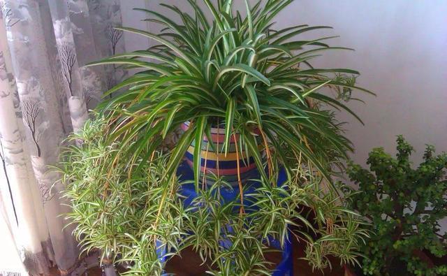  『枯萎』吊兰受欢迎程度高，适当修剪更茂盛，盆盆叶绿茂盛更好看
