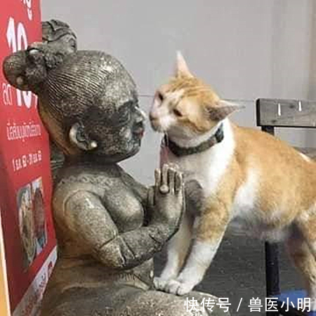 兽医小明@女子带猫咪出去,看见一雕像没在意,结果猫咪的表情却让人没眼看