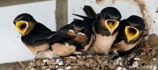  屋檐@农村人屋檐下的燕子窝, 千万不要把扔了, 留着有大用途!