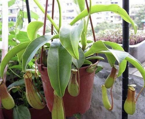  猪笼草：家里“蚊子多”，睡不好觉，得养2种花卉，养1盆“驱蚊”，太值！
