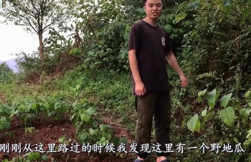 山里野地瓜熟了，红彤彤的很诱人，但是这种野地瓜吃了会有事