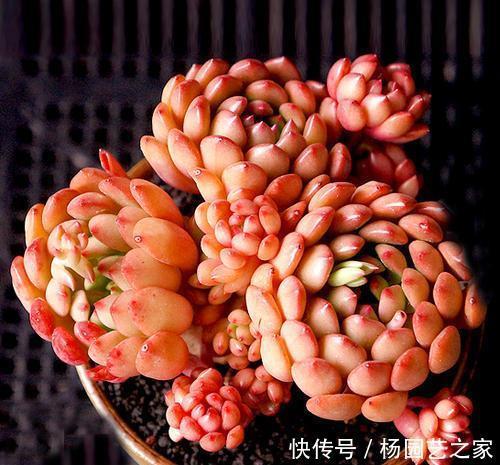  一大|她家红宝石长出一大盆，叶子红艳胖乎乎，邻居看了都羡慕