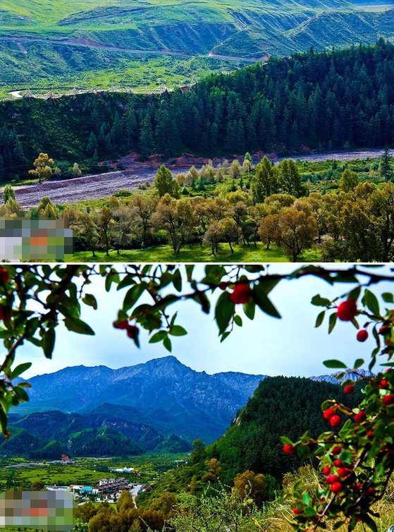 魅力祁连山之秋,藏族乡秋景迷人,色彩斑斓