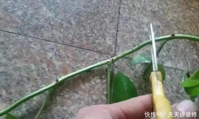  『绿萝』养花技巧：春天赶紧扦插绿萝，扯根枝插3盆，5种方法个个好活！