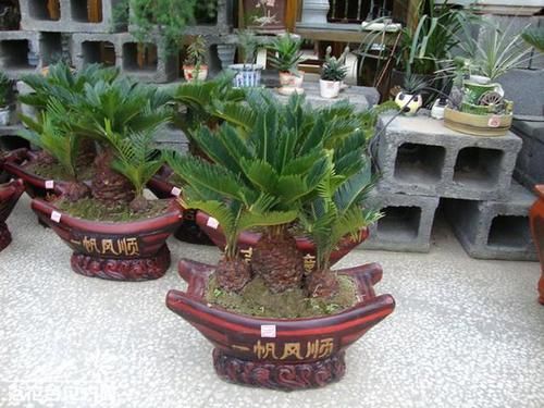  『干柴』3种“盆栽”，越小越“美观”，养大了就变成“干柴”了