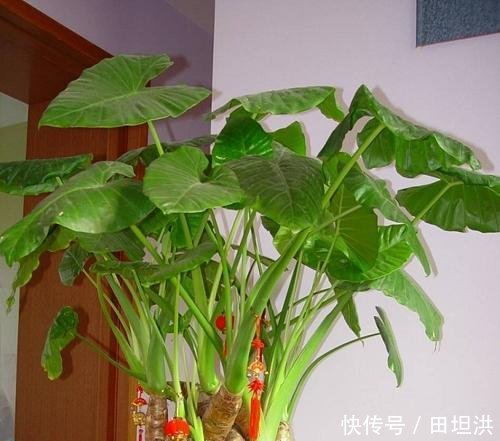  『花葶上』兰花和滴水观音都会“冒水珠”，1个有毒、1个没毒，别搞错了