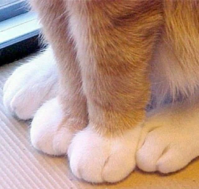  『余生』养着这样一只白白的小猫仔，粉粉的肉垫垫，萌爪爪，度过余生