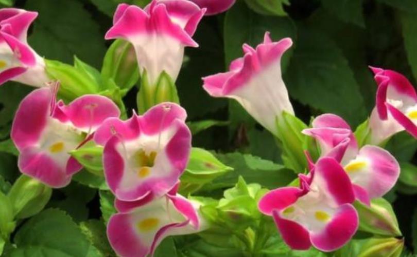  「养起来」现在就养4种花，越热开花越旺，花朵又大又艳，养起来还省心！