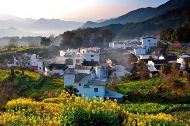 中国最美的油菜花海,油菜花逐渐“染黄”了神州大地