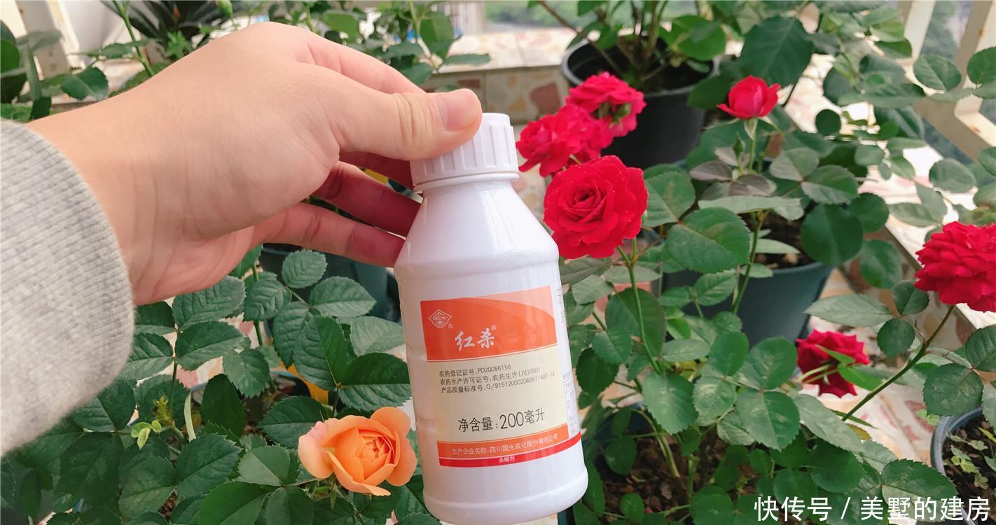 月季：护花使者：月季红蜘蛛，2种药“伺候”，同是天涯“杀红人”！