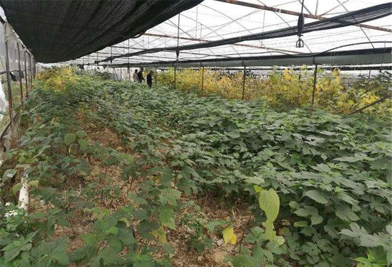  [构树]曾是农村一大害树，如今成高产猪食，有农民大量种植