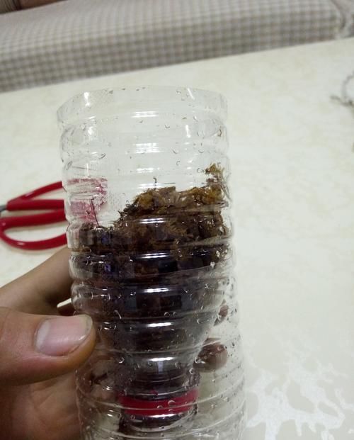  「芦头」兰花芦头只剩一个芽子了还能活吗？水苔捂一捂，一个月有惊喜