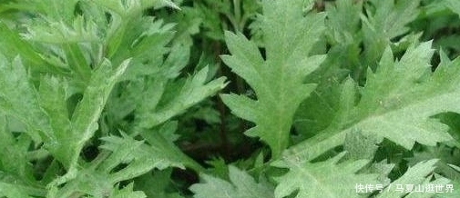  [艾草]农村价值珍贵的一种草，艾草的真正用处！