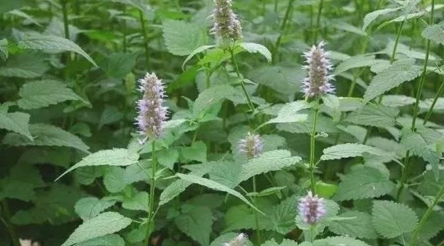  『当做』农村一种野草，经常被当做杂草，现发现可以发表解暑，一斤10元