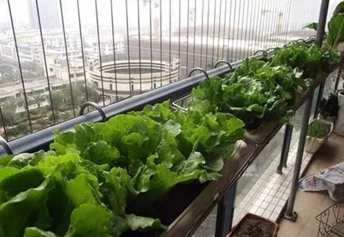 #吃不完#阳台这样种菜, 一年到头摘个不停, 吃不完还能送人!